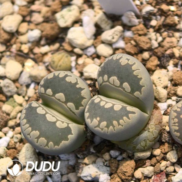 e201-103-1.jpg Lithops Otzeniana C350 (1000+ pcs) - Image 1