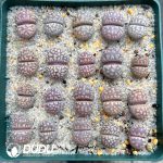 Lithops Otzeniana SH531 (1000+ pcs)