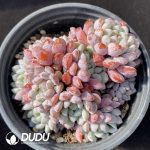 Echeveria Naya Clustering