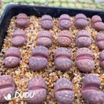 Lithops Otzeniana Cesky Granat (1000+ pcs)