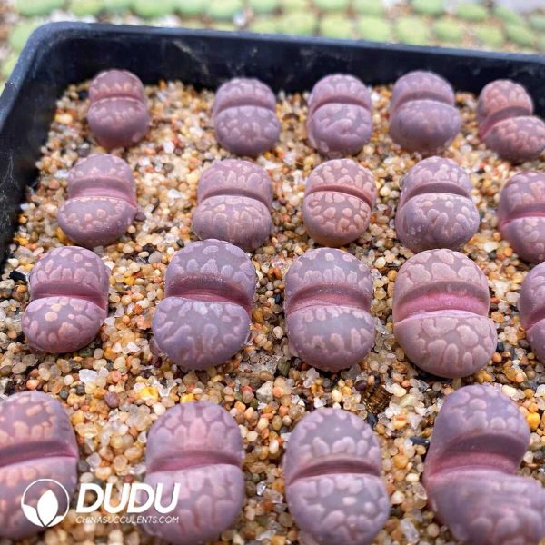 Lithops Otzeniana Cesky Granat (1000+ pcs) - Image 1