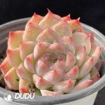Echeveria Peach Queen