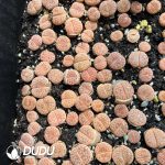 Lithops pseudotruncatella ssp. dendritica C72 (1000+ pcs)
