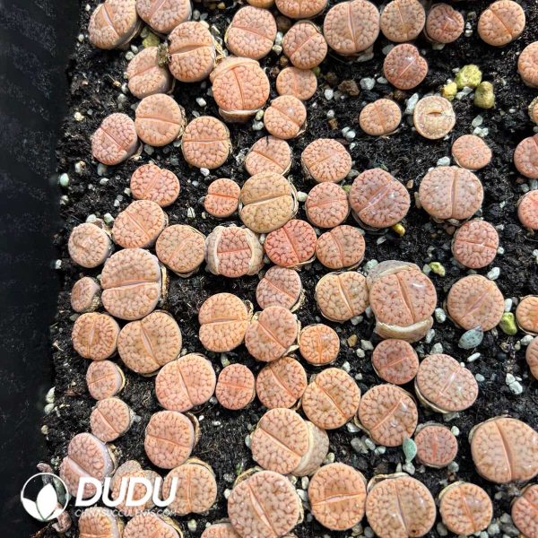Lithops pseudotruncatella ssp. dendritica C72 (1000+ pcs) - Image 1