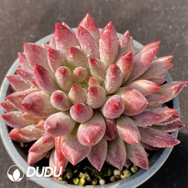 e201-106.jpg Pachyphytum Goldfish Hime Clustering - Image 1