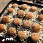 Lithops pseudotruncatella ssp. dendritica C73 (1000+ pcs)