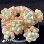 Sedum Clavatum Clustering