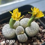 Lithops pseudotruncatella ssp. pseudotruncatella v. riehmerae C097(1000+ pcs)