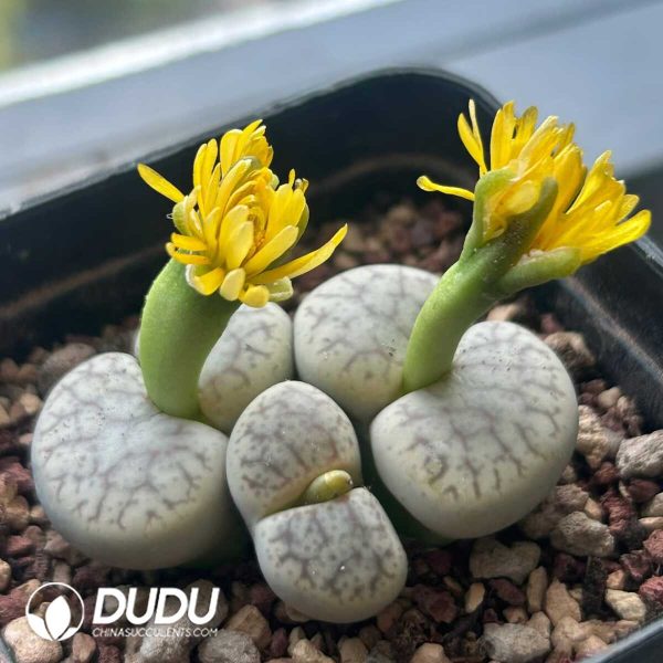 Lithops pseudotruncatella ssp. pseudotruncatella v. riehmerae C097(1000+ pcs) - Image 1