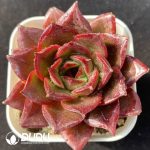 Echeveria Xvanye