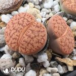 Lithops pseudotruncatella ssp. pseudo. v. pseudo.C100 (1000+ pcs)