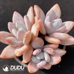 Graptoveria Pink Rabbit Clustering