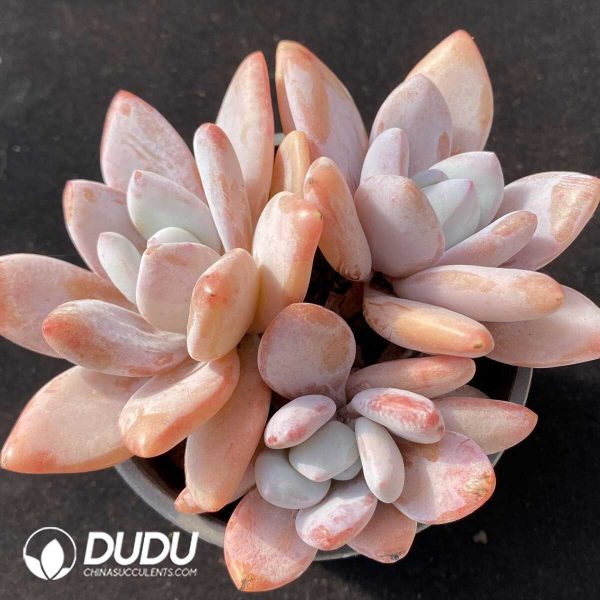 Graptoveria Pink Rabbit Clustering - Image 1