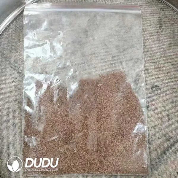 500Pcs Gymnocalycium stenopleurum Variegated Seeds - Image 1