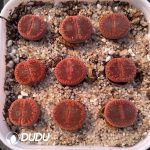 Lithops Chocolate Aucampiae (1000+ pcs)