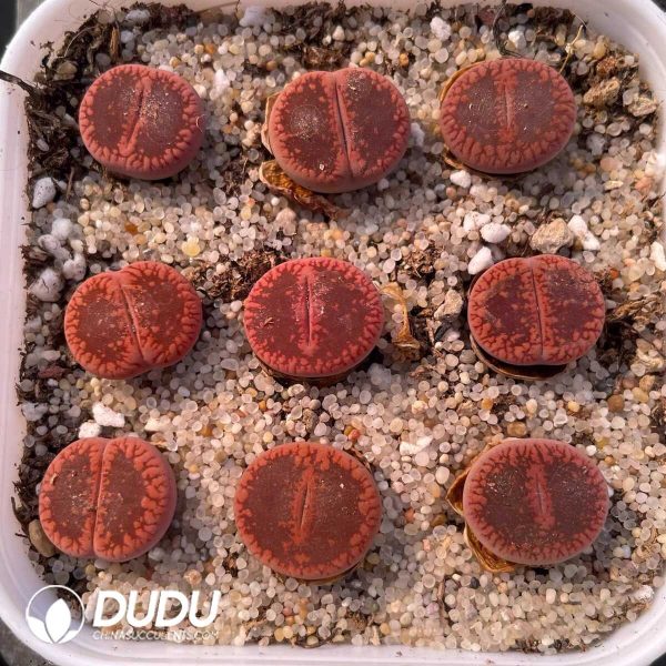 Lithops Chocolate Aucampiae (1000+ pcs) - Image 1