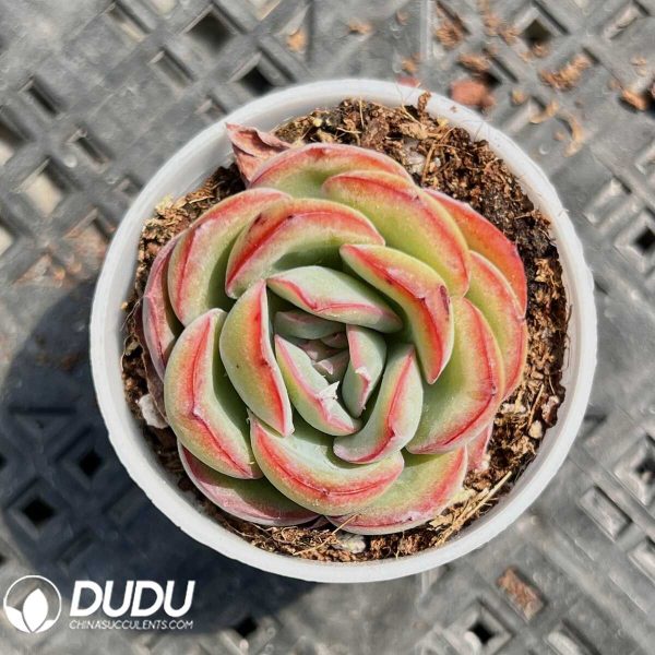 e201-11.jpg Echeveria Love Letter - Image 1