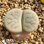 1000Pcs Lithops pseudotruncatella ssp. archerae c104 (1000+ pcs)