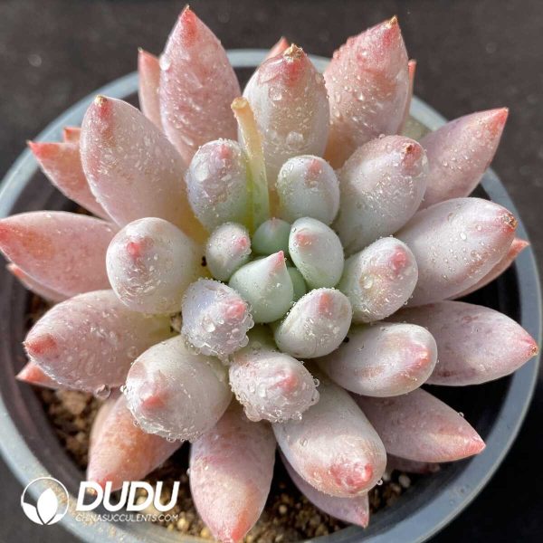 Pachyphytum Goldfish Hime - Image 1