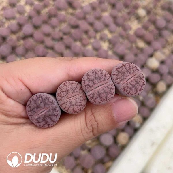 Lithops pseudotruncatella ssp. pseudo. v. elisabethiae C187 (500+ pcs) - Image 1