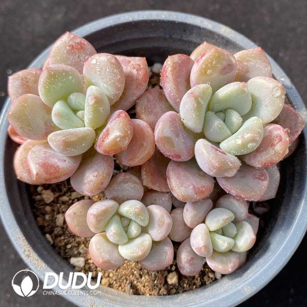 Echeveria Painted Frills Clustering - Image 1