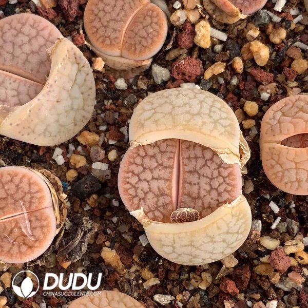 Lithops pseudotruncatella ssp. dendritica C245 (100+ pcs) - Image 1