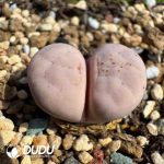 Lithops pseudotruncatella ssp. groendrayensis C246 (100+ pcs)