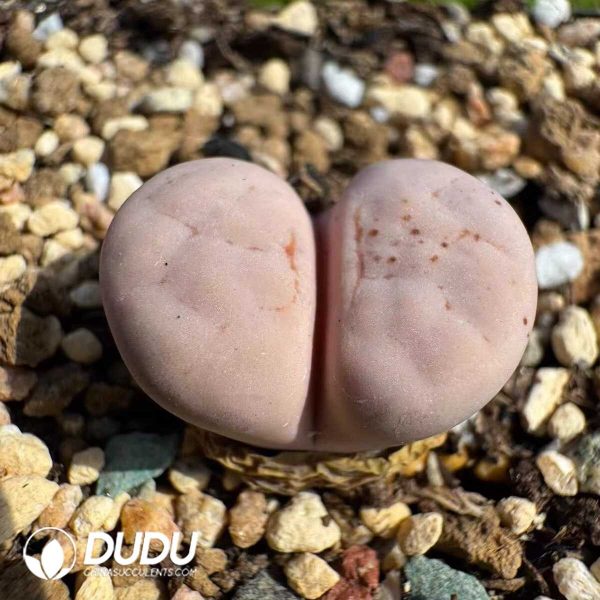 Lithops pseudotruncatella ssp. groendrayensis C246 (100+ pcs) - Image 1