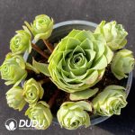 Aeonium Greenovia Clustering