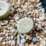 Lithops pseudotruncatella ssp. archerae C306 (1000+ pcs)