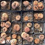 Lithops pseudotruncatella ssp. dendritica C357 (1000+ pcs)