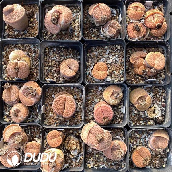 Lithops pseudotruncatella ssp. dendritica C357 (1000+ pcs) - Image 1