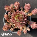 Sempervivum Hebao Clustering