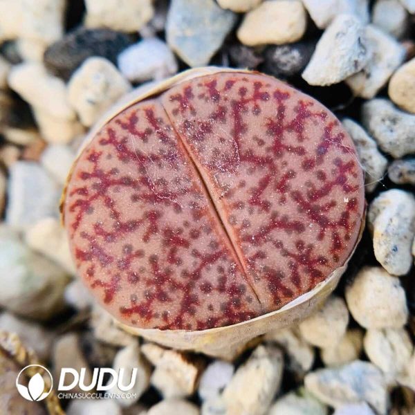 Lithops pseudotruncatella ssp. pseudo. v. pseudo C381 (1000+ pcs) - Image 1