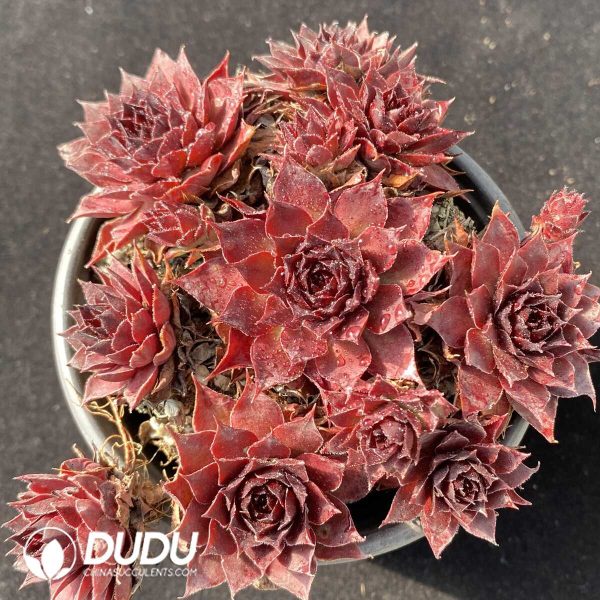 e201-116.jpg Sempervivum Mightiness Clustering - Image 1