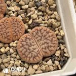 Lithops pseudotruncatella ssp 1693 (100+ pcs)