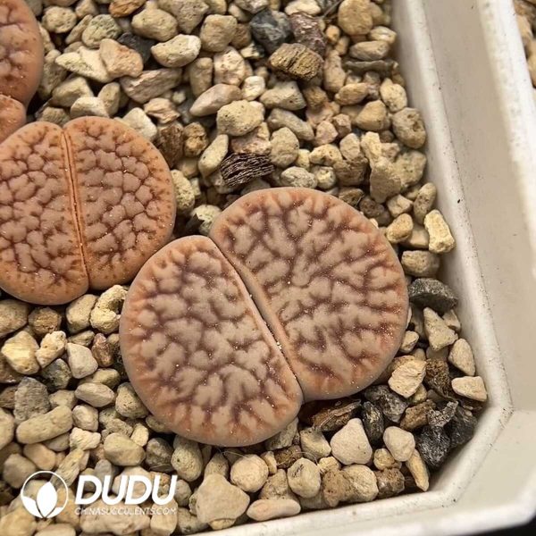 Lithops pseudotruncatella ssp 1693 (100+ pcs) - Image 1