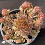 Sempervivum Summer Music Clustering