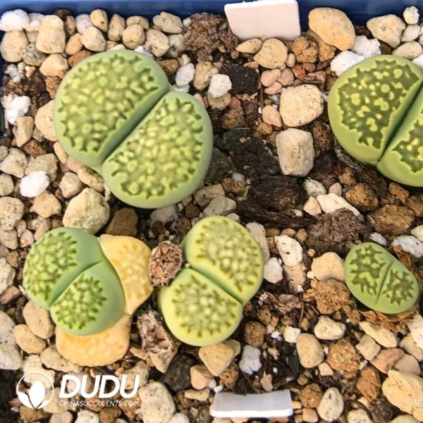 Lithops Best Maculate (1000+ pcs) - Image 1