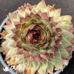Sempervivum Orange Light Clustering