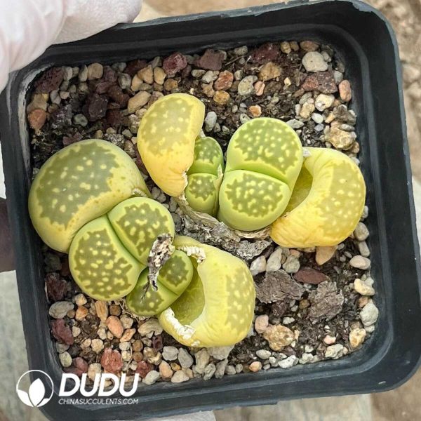 Lithops  salicola 'Malachite'(1000+ pcs) - Image 1