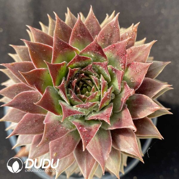 e201-119.jpg Sempervivum Pacific Spirit Clustering - Image 1