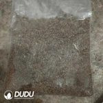 500Pcs Cactus Gymnocalycium mihanovichii subsp. Seeds