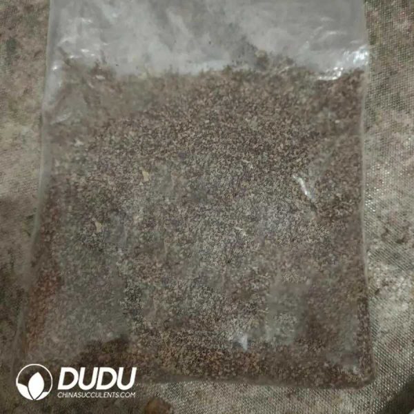 e201-12-1.jpg 500Pcs Cactus Gymnocalycium mihanovichii subsp. Seeds - Image 1