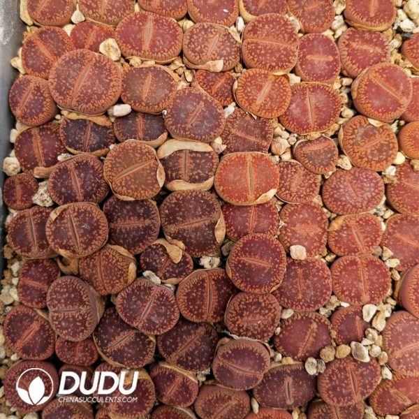 Lithops Aucampiae 'Majading' JB (1000+ pcs) - Image 1