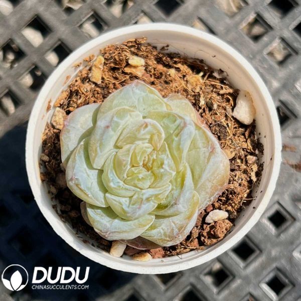 e201-12.jpg Echeveria Sumei - Image 1