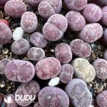 Lithops Mrs Zili Sato??s Violet (1000pc+)