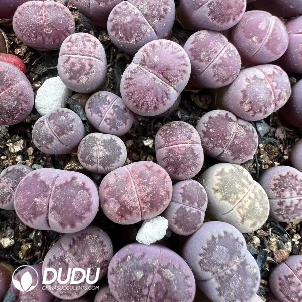 e201-120-1.jpg Lithops Mrs Zili Sato??s Violet (1000pc+) - Image 1