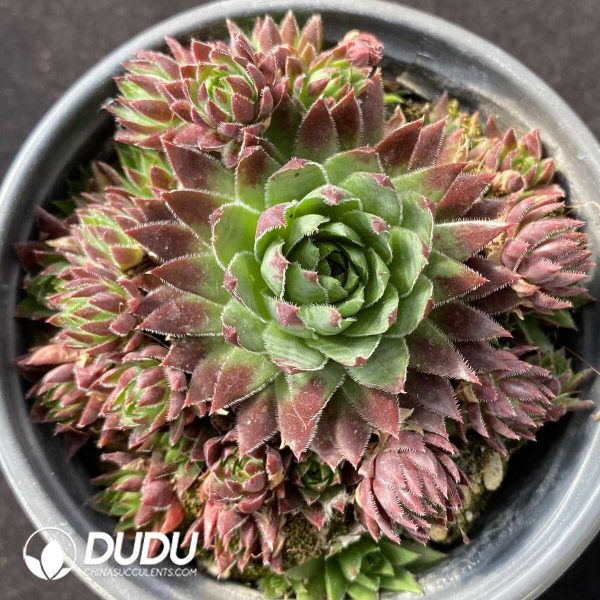 e201-120.jpg Sempervivum Staphylococcus Clustering - Image 1