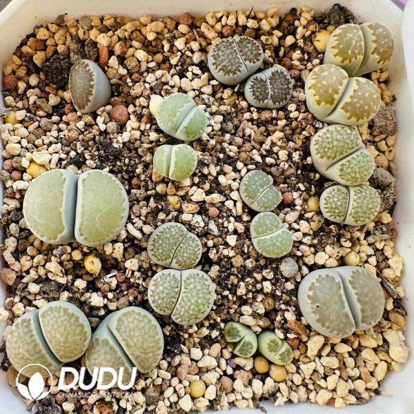 e201-121-1.jpg Lithops salicola Daikangyoku (1000pcs+) - Image 1